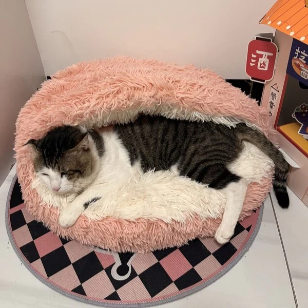 Cat Review
