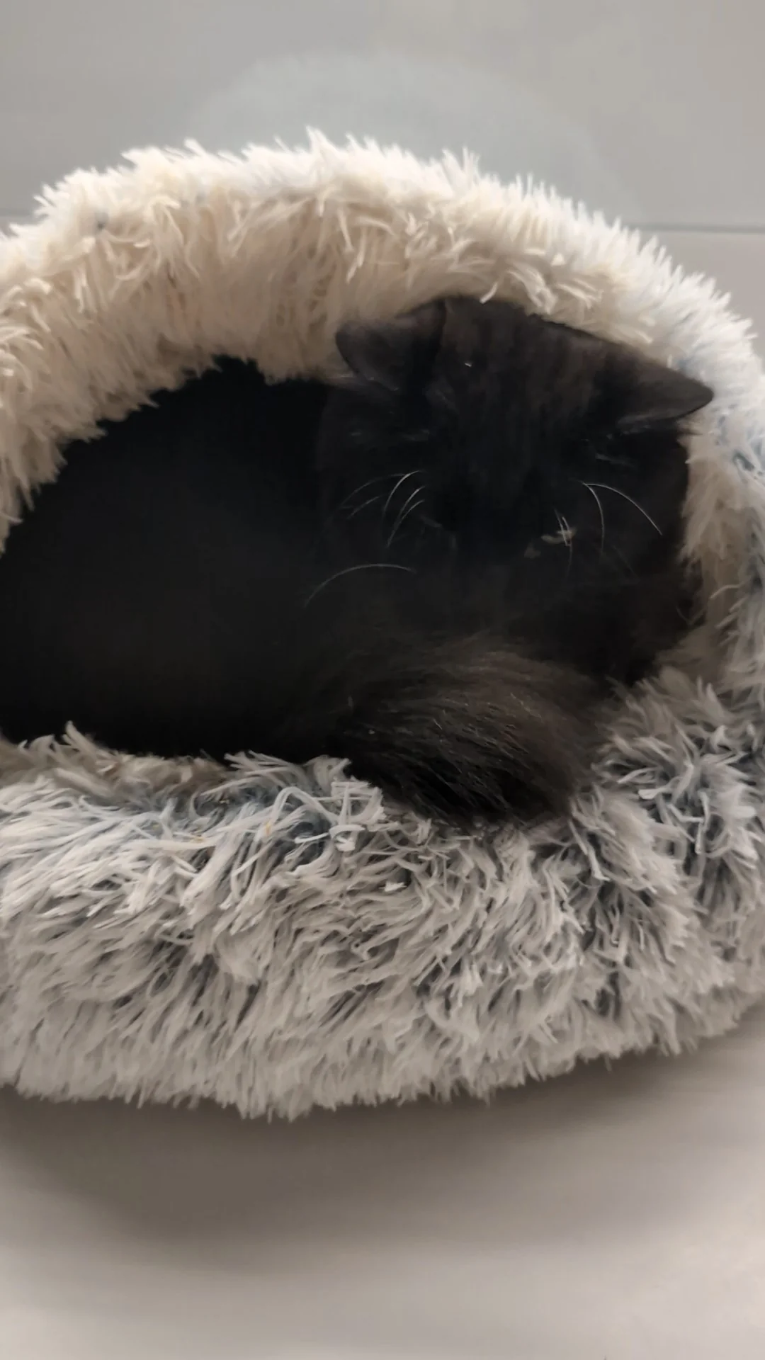 Cat Review