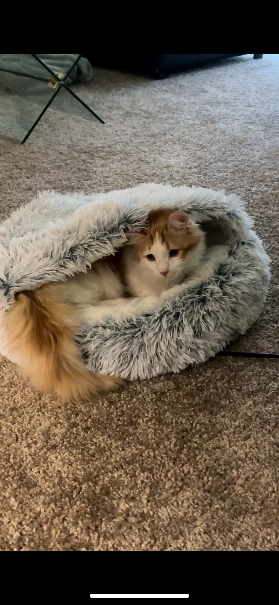 Cat Review