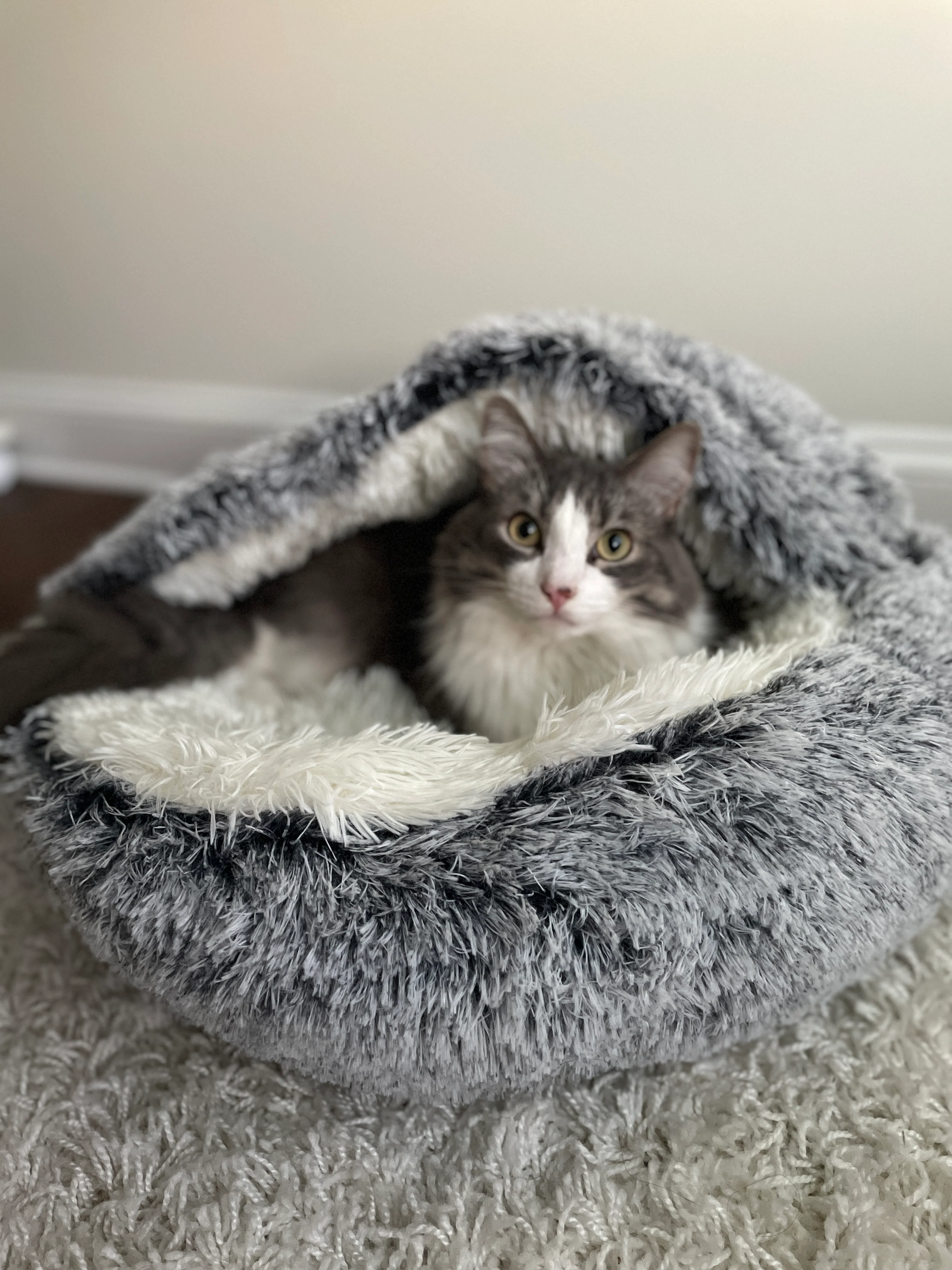 Cat Review