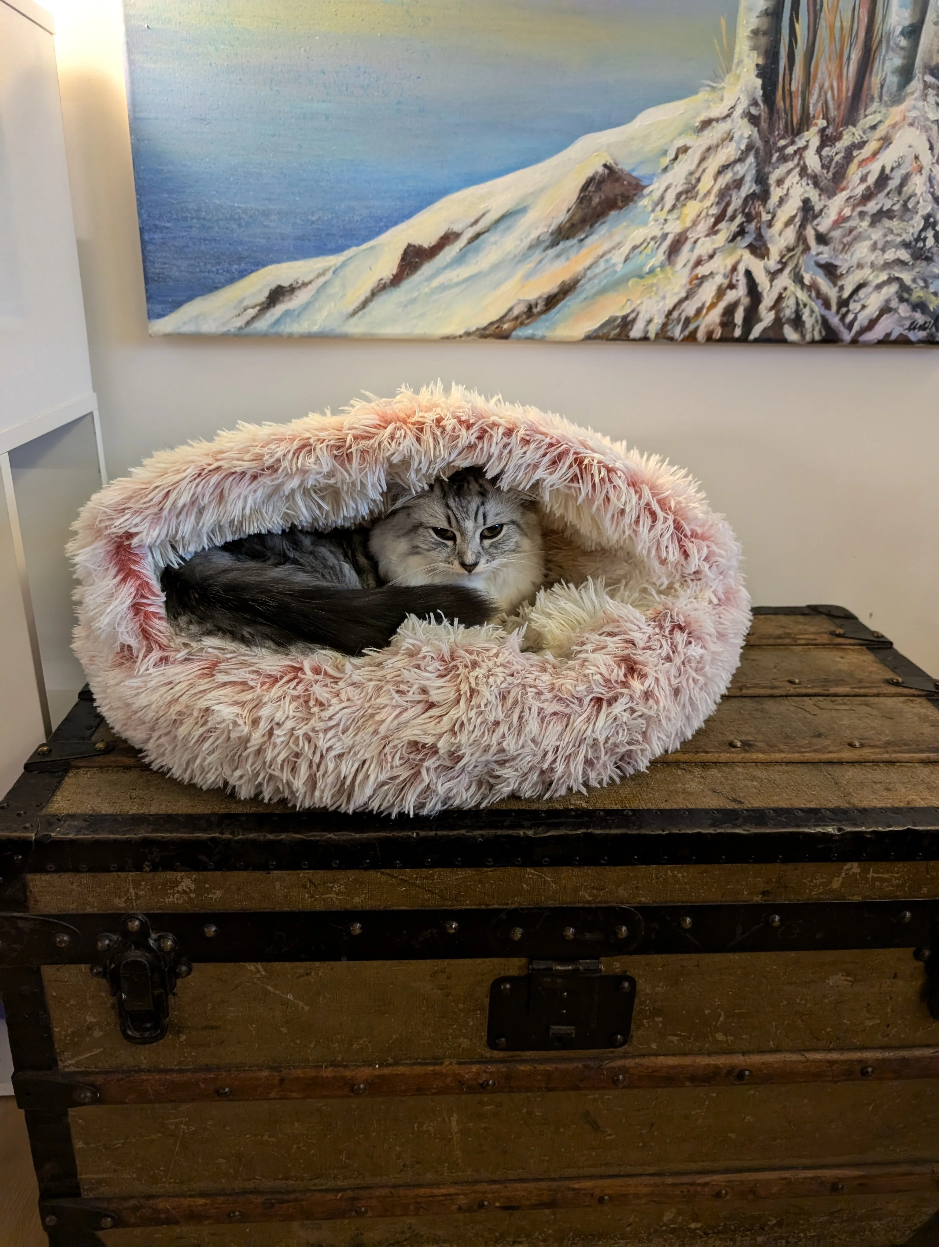 Cat Review