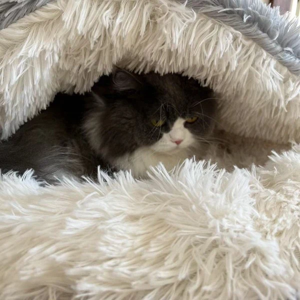 Cat Review