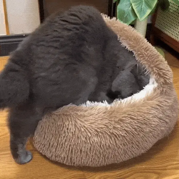 Cozy Cat